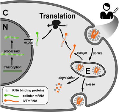 Translation of in vitro-transcribed RNA therapeutics